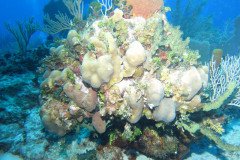 IMG_0642-.Medium