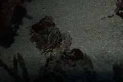 IMG_0644-.Medium