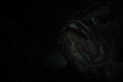 IMG_0650-.Medium