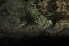 IMG_0656-.Medium