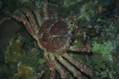 IMG_0667-.Medium
