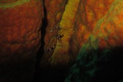 IMG_0684-.Medium