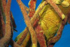 IMG_0686-.Medium