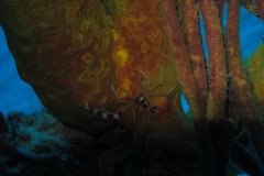 IMG_0687-.Medium