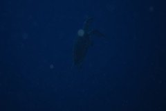 IMG_0693-.Medium