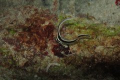 IMG_0697-.Medium