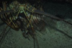 IMG_0702-.Medium