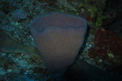 IMG_0714-.Medium