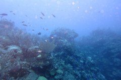IMG_1917-.Medium