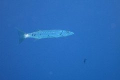 IMG_1941-.Medium