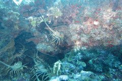 IMG_1952-.Medium
