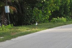 IMG_1968-.Medium