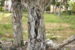 IMG_1972-.Medium