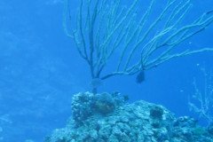 IMG_1975-.Medium