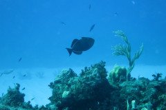 IMG_1979-.Medium