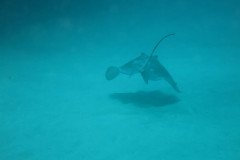 IMG_1985-.Medium