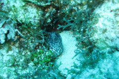 IMG_1986-.Medium