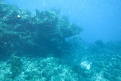 IMG_1988-.Medium