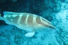 IMG_1991-.Medium
