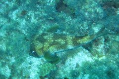 IMG_1992-.Medium