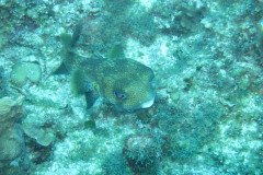 IMG_1993-.Medium