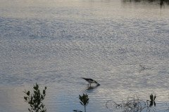 IMG_1996-.Medium