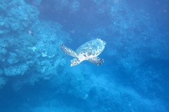 IMG_1997-.Medium