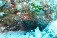 IMG_2005-.Medium