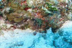 IMG_2007-.Medium