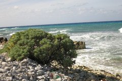 IMG_2038-.Medium