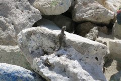 IMG_2042-.Medium