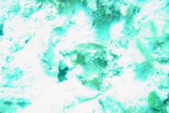 DSC00499-.Medium