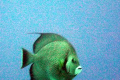angelfish-.Medium