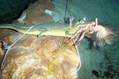 cave-dive-artifact-.Medium