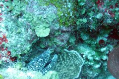eel-peeking-.Medium