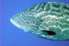 grouper-closeup-.Medium