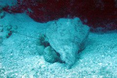 hermit-crab-.Medium