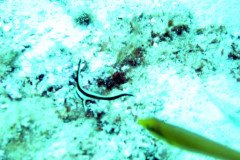 juvenile-drum-.Medium