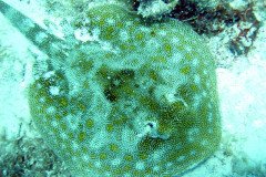 ray-from-above-.Medium