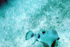 smooth-trunkfish-.Medium