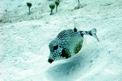 smooth-trunkfish2-.Medium