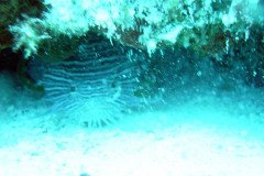 toadfish-.Medium