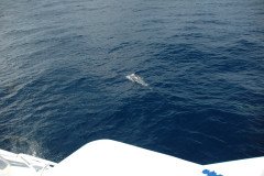 DSC_1431-.Medium