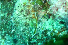 IMG_1515-.Medium