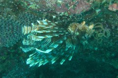 IMG_1517-.Medium