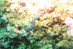 IMG_1540-.Medium