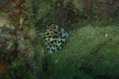 IMG_1544-.Medium