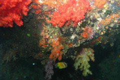 IMG_1554-.Medium