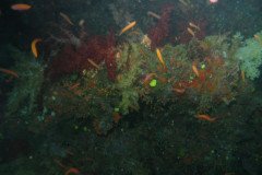 IMG_1556-.Medium