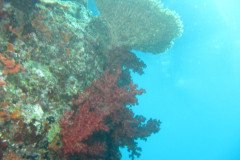 IMG_1557-.Medium
